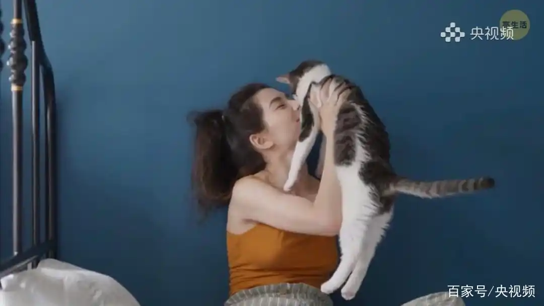 猫咪行为底线_猫咪照顾注意事项_怎样训练猫咪装死