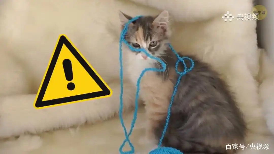 猫咪行为底线_怎样训练猫咪装死_猫咪照顾注意事项
