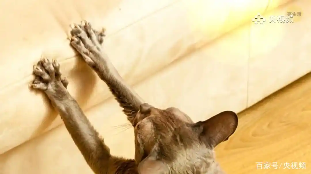 猫咪照顾注意事项_猫咪行为底线_怎样训练猫咪装死
