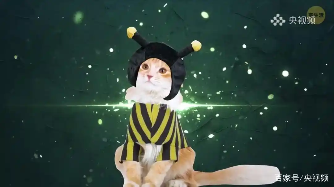 猫咪行为底线_猫咪照顾注意事项_怎样训练猫咪装死