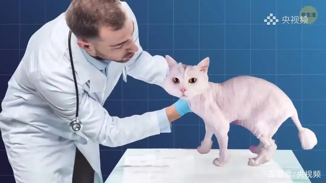 猫咪照顾注意事项_猫咪行为底线_怎样训练猫咪装死