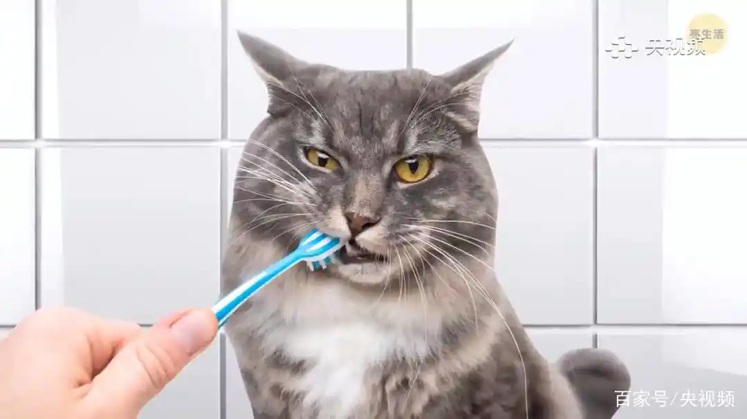 怎样训练猫咪装死_猫咪行为底线_猫咪照顾注意事项