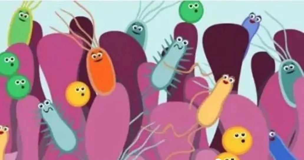 铲屎官注意了，猫咪常见寄生虫汇总，要牢记-派特超人-宠物