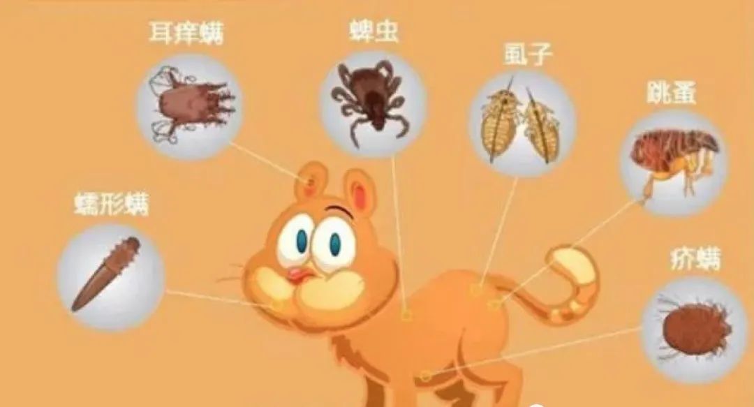 猫咪体外寄生虫种类_猫咪足部皮炎：过敏与感染的区分_猫咪驱虫误区