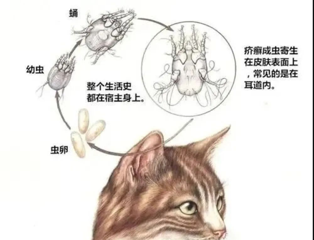 猫咪足部皮炎：过敏与感染的区分_猫咪驱虫误区_猫咪体外寄生虫种类