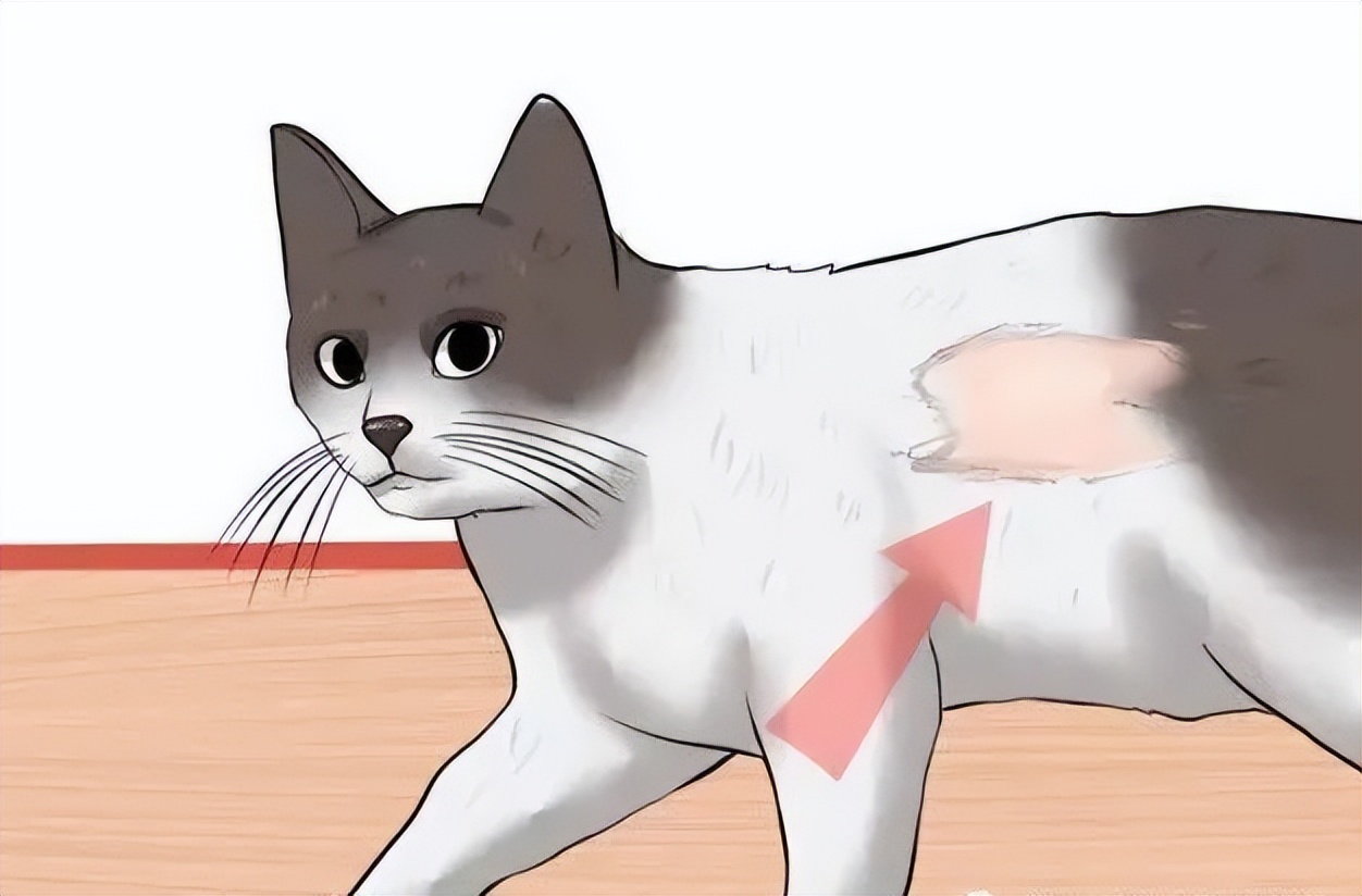 猫咪驱虫误区_猫咪足部皮炎：过敏与感染的区分_猫咪体外寄生虫种类