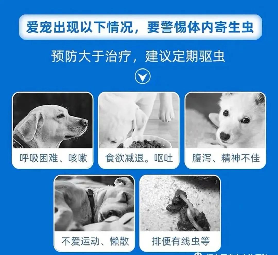 猫咪驱虫误区_猫咪足部皮炎：过敏与感染的区分_猫咪体外寄生虫种类