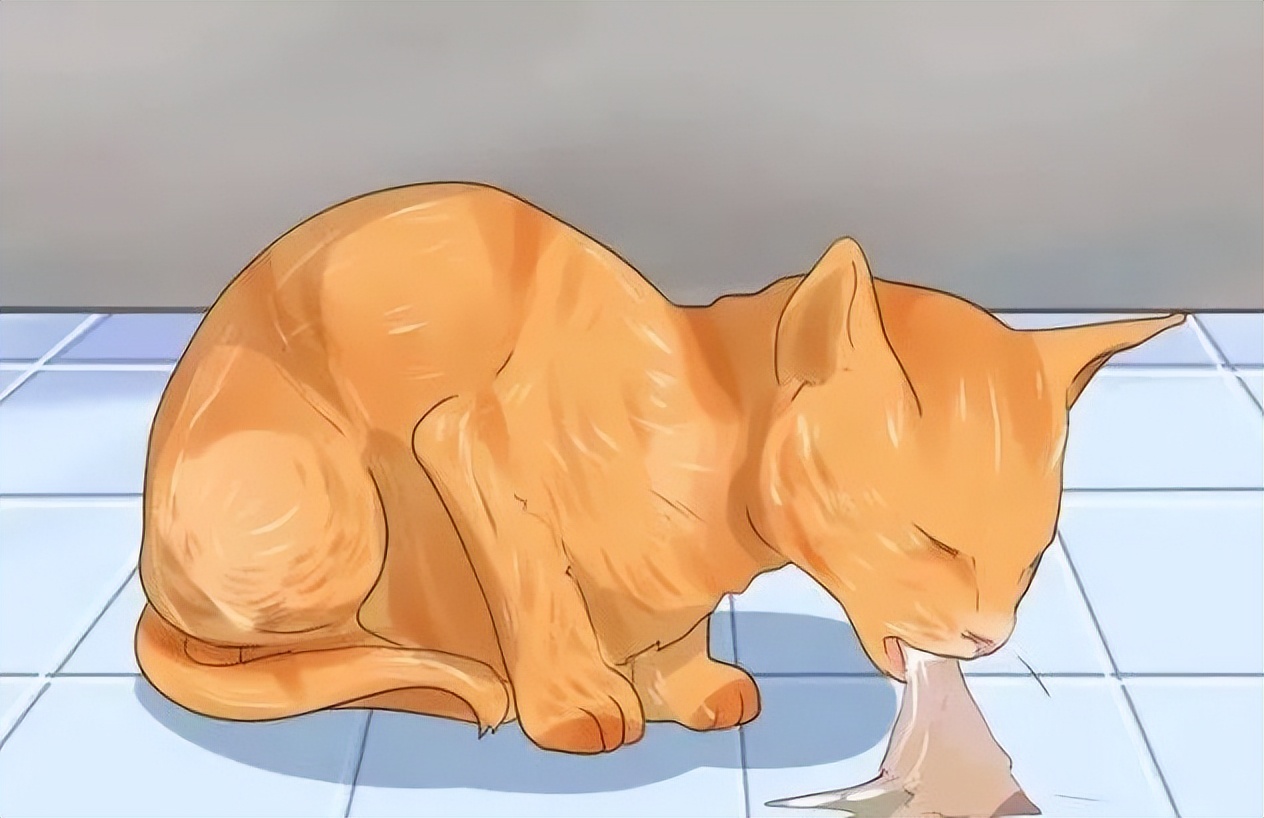 猫咪足部皮炎：过敏与感染的区分_猫咪体外寄生虫种类_猫咪驱虫误区