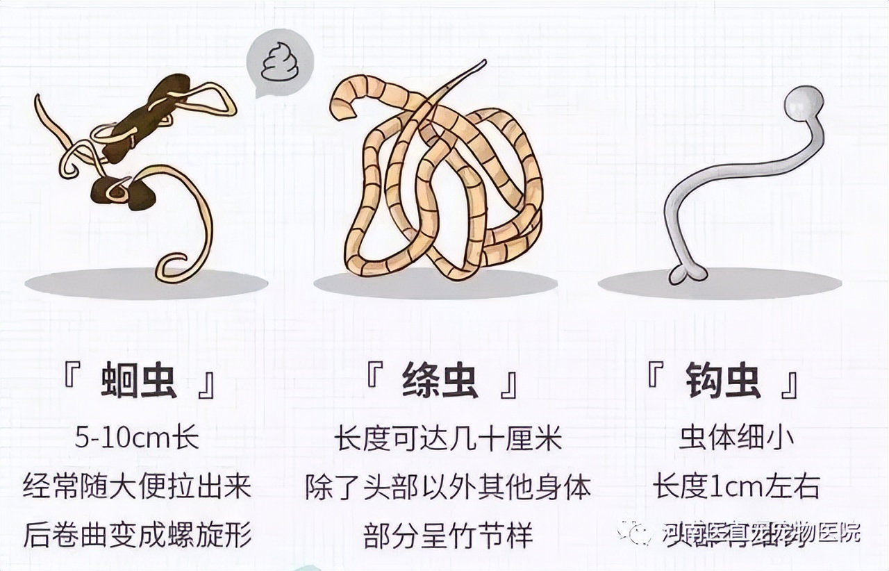 猫咪足部皮炎：过敏与感染的区分_猫咪体外寄生虫种类_猫咪驱虫误区