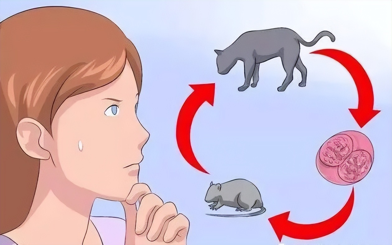 猫咪足部皮炎：过敏与感染的区分_猫咪体外寄生虫种类_猫咪驱虫误区