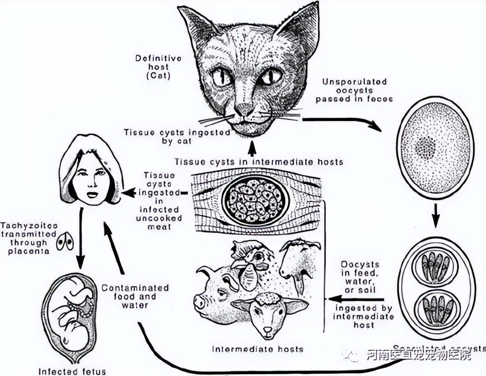 猫咪驱虫误区_猫咪体外寄生虫种类_猫咪足部皮炎：过敏与感染的区分
