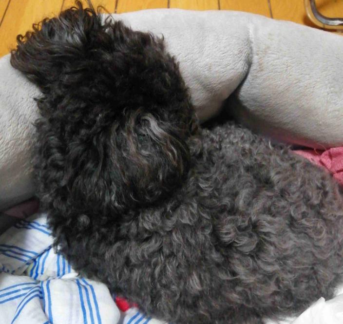 宠物医生，狗狗呕吐、不吃不喝怎么回事？-派特超人-宠物