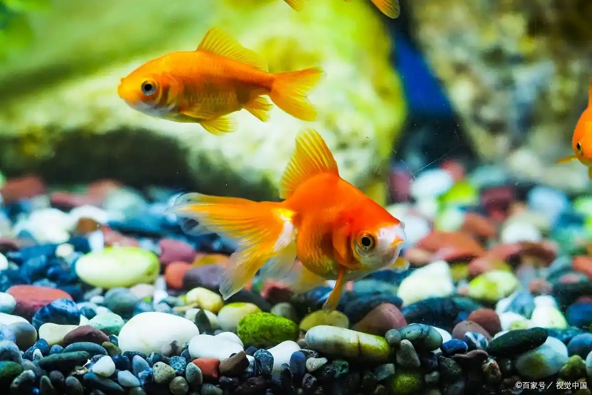 亚甲基蓝使用与过滤器开关_鱼缸过滤系统故障的风险_鱼缸水质管理技巧