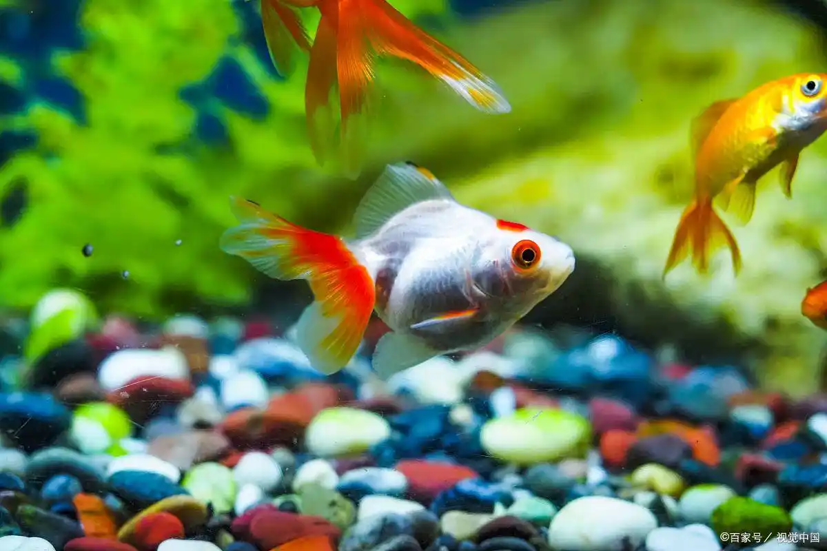 鱼缸过滤系统故障的风险_鱼缸水质管理技巧_亚甲基蓝使用与过滤器开关