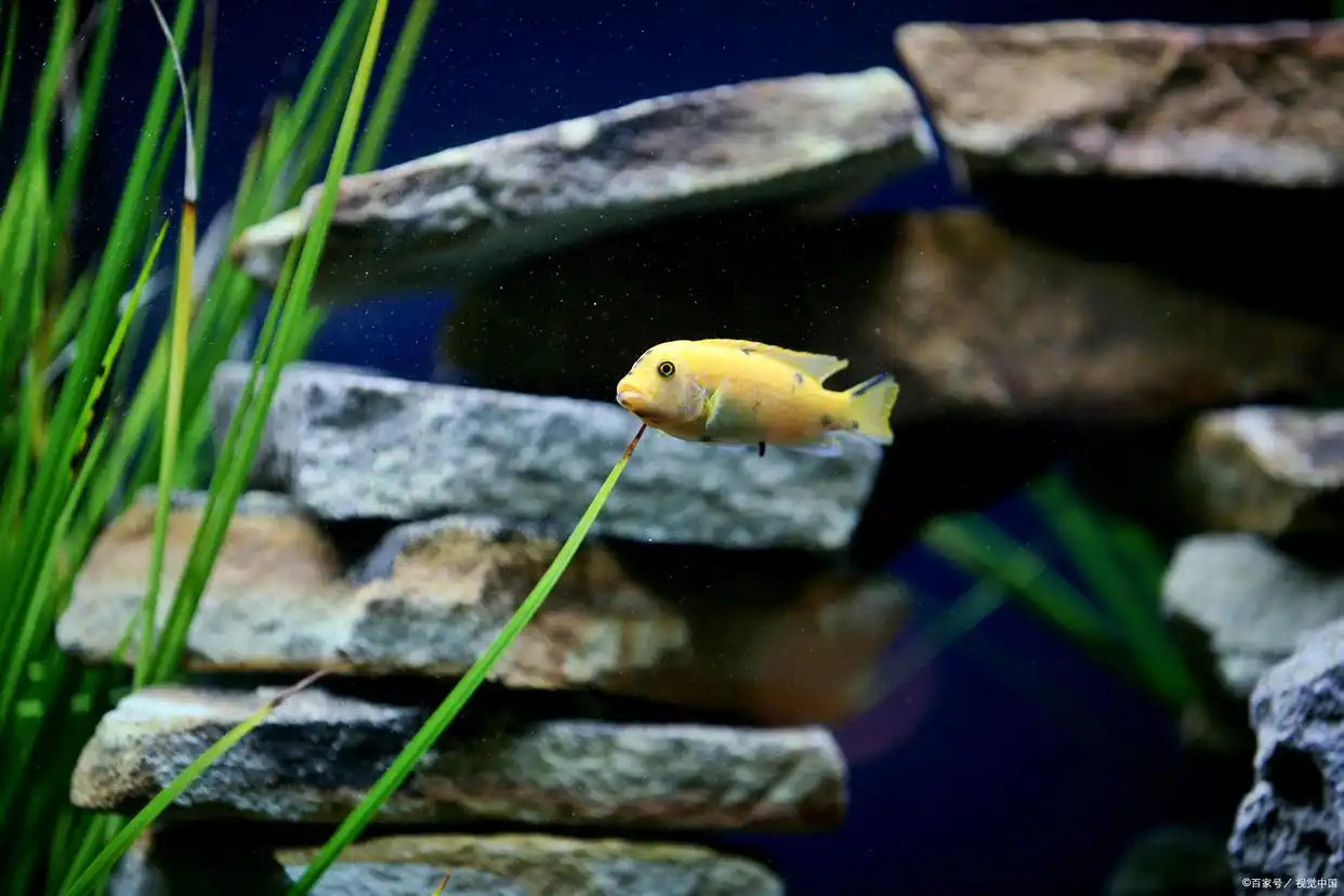 鱼缸上滤改底滤全攻略：不拆不砸打造隐形净水系统-派特超人-宠物