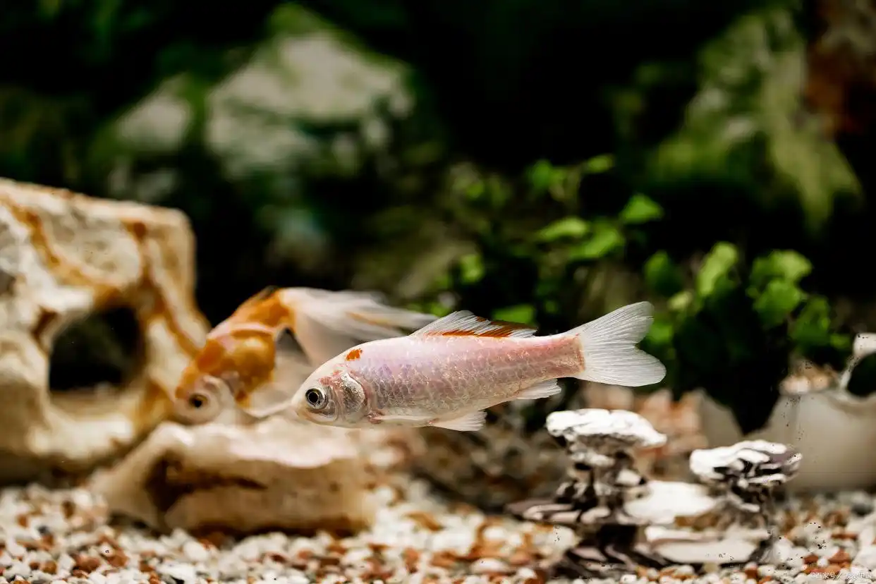 底滤系统升级改造教程_鱼缸过滤系统改造方法_鱼缸过滤系统故障的风险