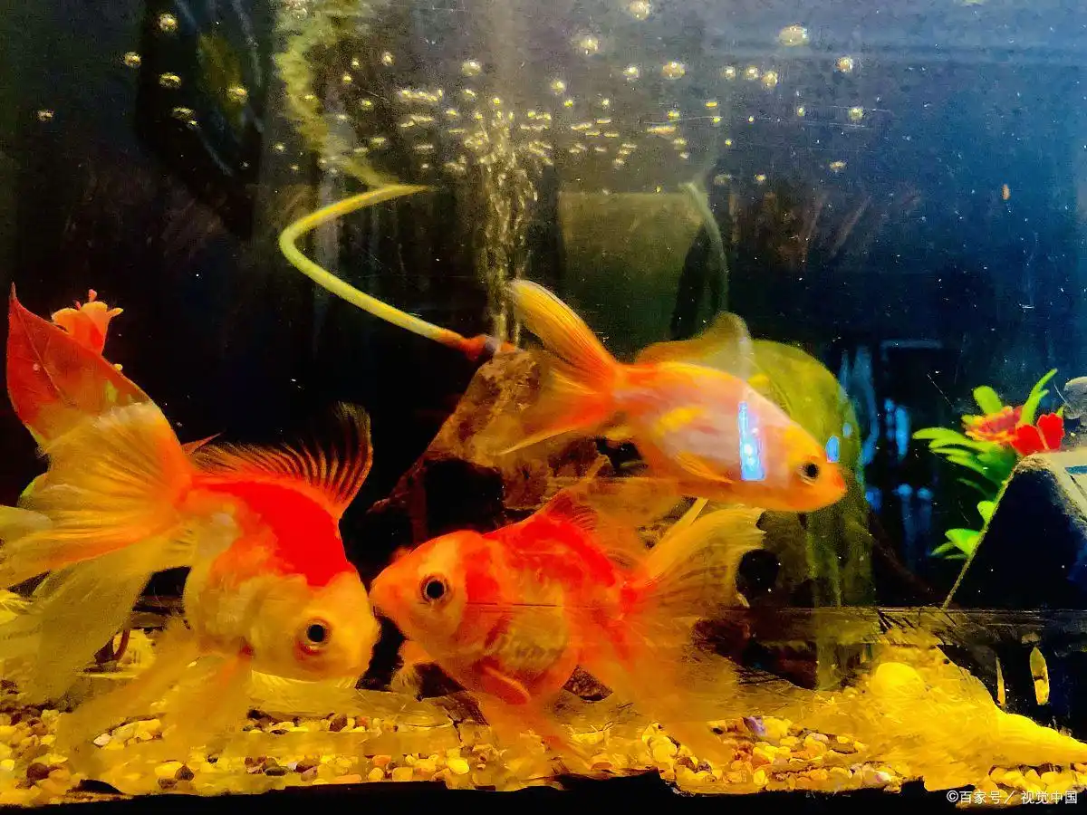 鱼缸过滤系统改造方法_底滤系统升级改造教程_鱼缸过滤系统故障的风险