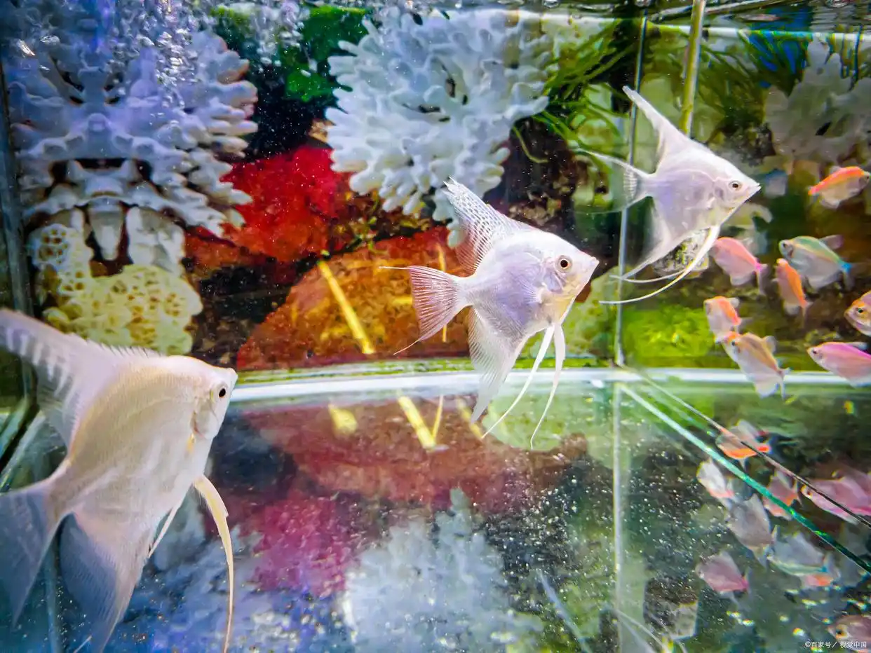 底滤系统升级改造教程_鱼缸过滤系统改造方法_鱼缸过滤系统故障的风险