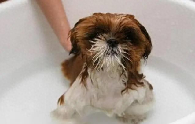 狗狗洗澡也有禁忌？这5种情况一洗就出事，你中招了吗-派特超人-宠物