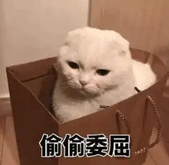 过年回家，寄养宠物要注意这些问题-派特超人-宠物