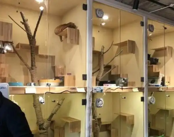 上门服务中的宠物年龄考量_春节宠物寄养需求激增_宠物寄养机构一笼难求
