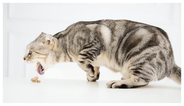 猫咪消化不良处理_猫咪呕吐原因_猫咪呕吐未消化食物可能是胃炎