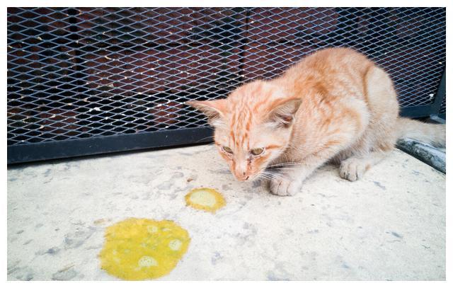 猫咪消化不良处理_猫咪呕吐原因_猫咪呕吐未消化食物可能是胃炎