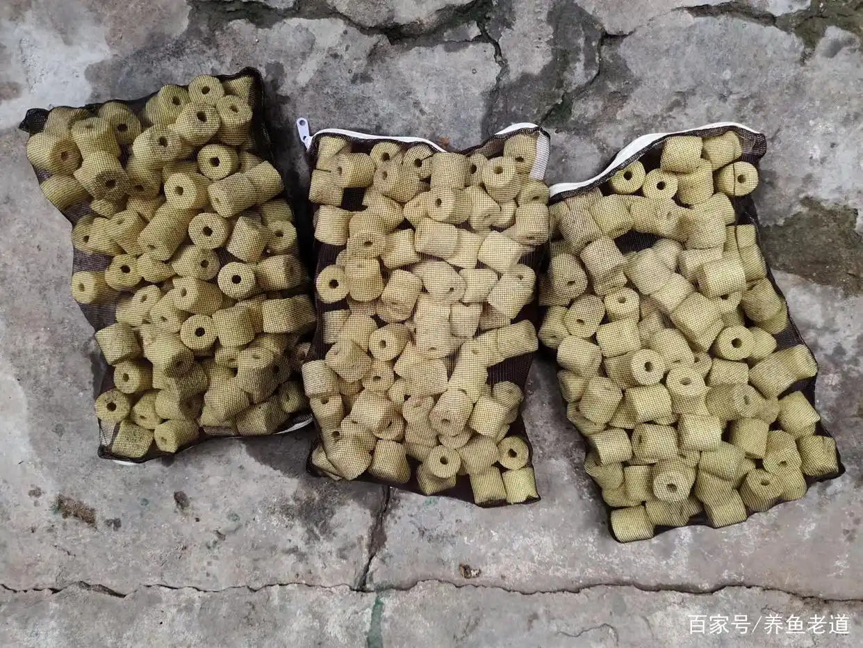 试验一下，把运行三年的底滤系统彻底清仓了，观赏鱼会死吗？-派特超人-宠物