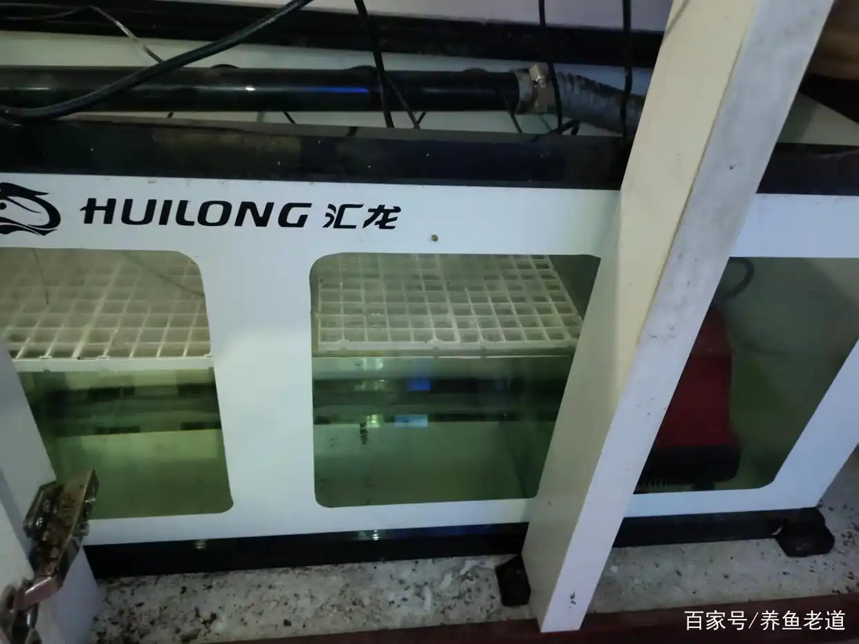 鱼缸过滤系统故障的风险_ 观赏鱼滤材清理 _
