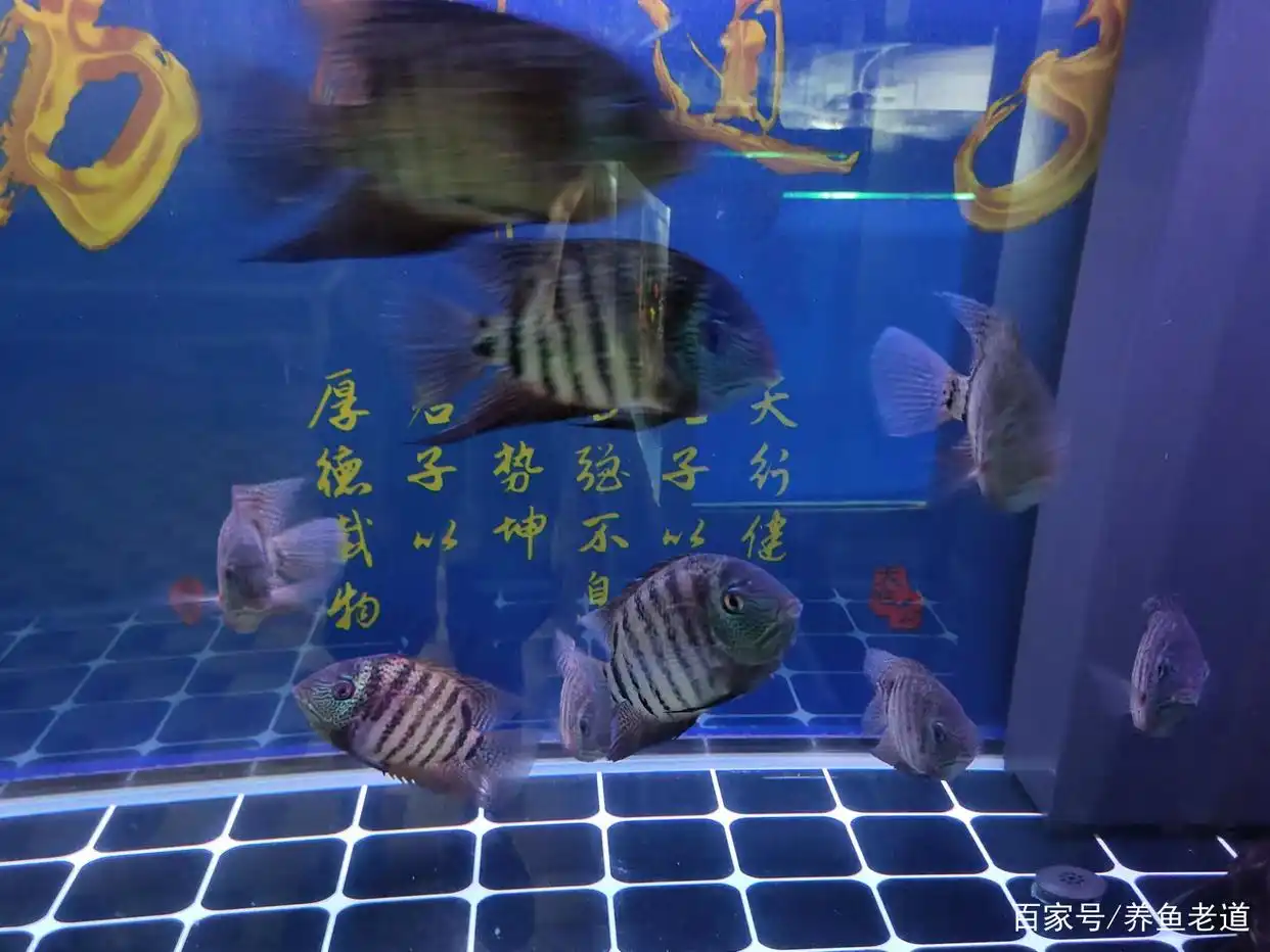 _鱼缸过滤系统故障的风险_ 观赏鱼滤材清理 