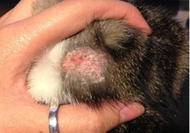 猫咪患上脱毛、皮炎等疾病，该如何治疗？怎样让猫咪避免皮肤病-派特超人-宠物
