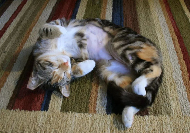 猫咪足部皮炎：过敏与感染的区分_猫咪皮肤病原因_猫咪皮炎处理方法