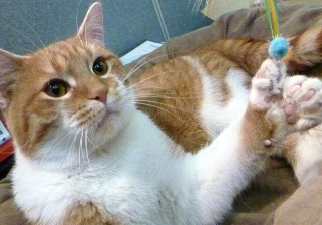 猫咪皮炎处理方法_猫咪足部皮炎：过敏与感染的区分_猫咪皮肤病原因