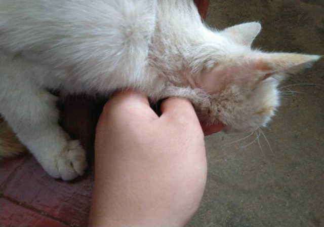 猫咪皮肤病原因_猫咪足部皮炎：过敏与感染的区分_猫咪皮炎处理方法