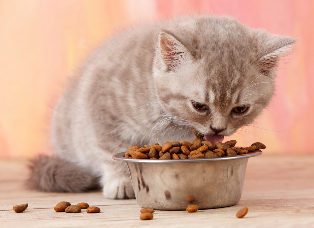 猫咪呕吐未消化食物可能是胃炎_消化不良处理方法_猫咪呕吐原因