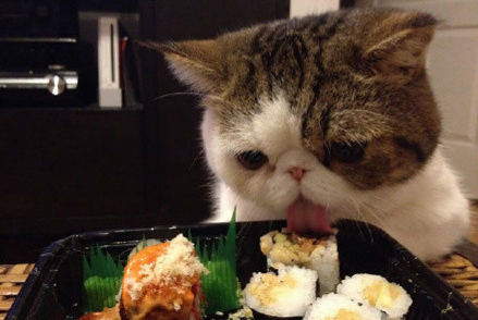 消化不良处理方法_猫咪呕吐原因_猫咪呕吐未消化食物可能是胃炎