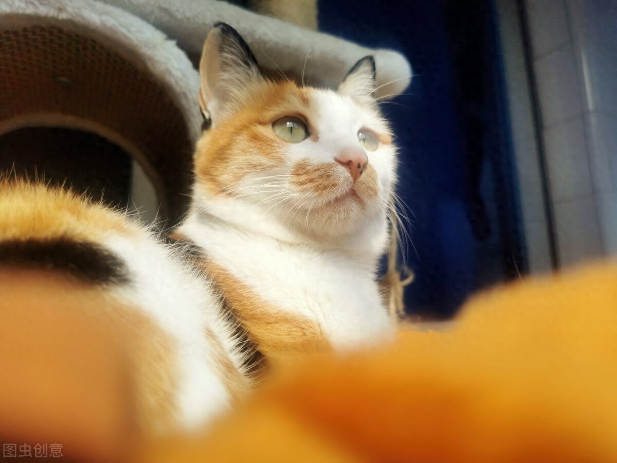 猫咪也会患日光性皮炎？有哪些症状，该怎么预防-派特超人-宠物