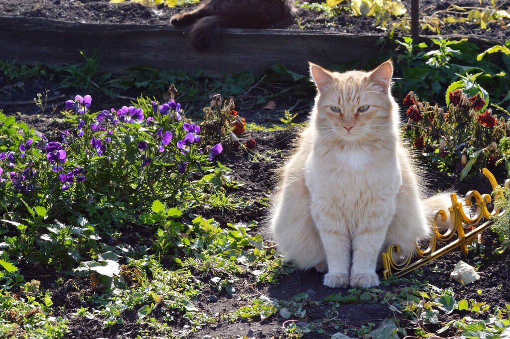 猫日光性皮炎症状_猫咪足部皮炎：过敏与感染的区分_猫咪紫外线灼伤治疗