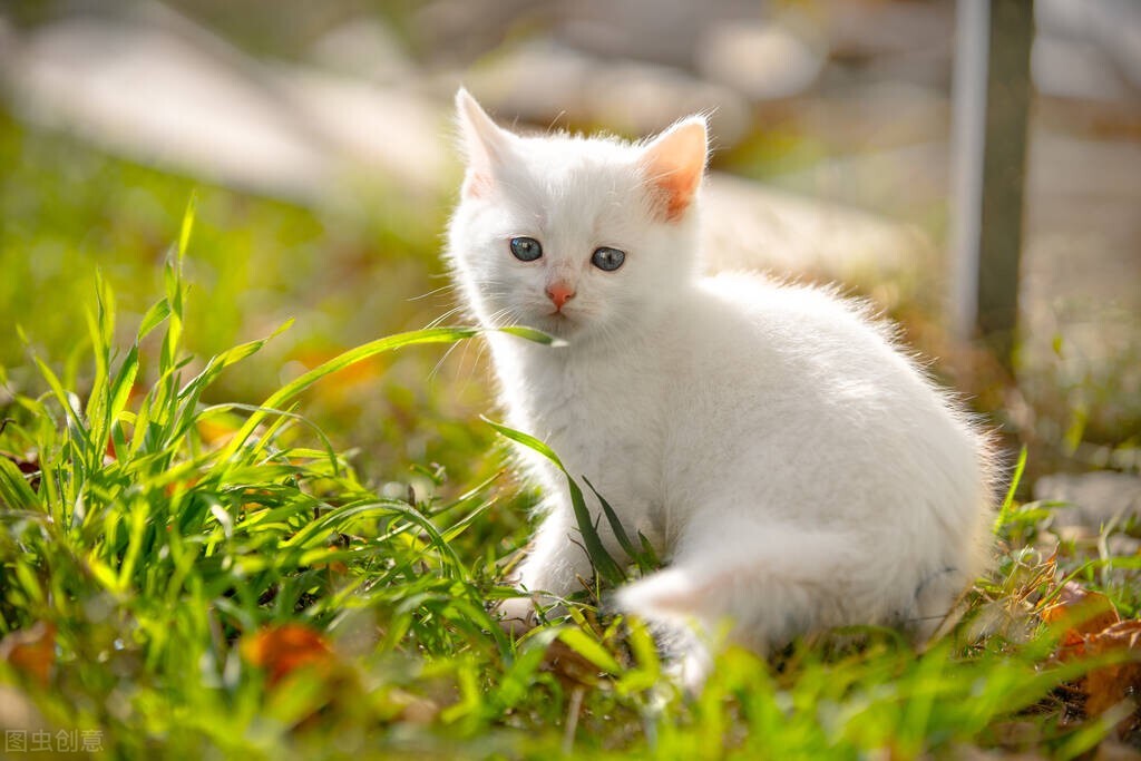 猫日光性皮炎症状_猫咪紫外线灼伤治疗_猫咪足部皮炎：过敏与感染的区分