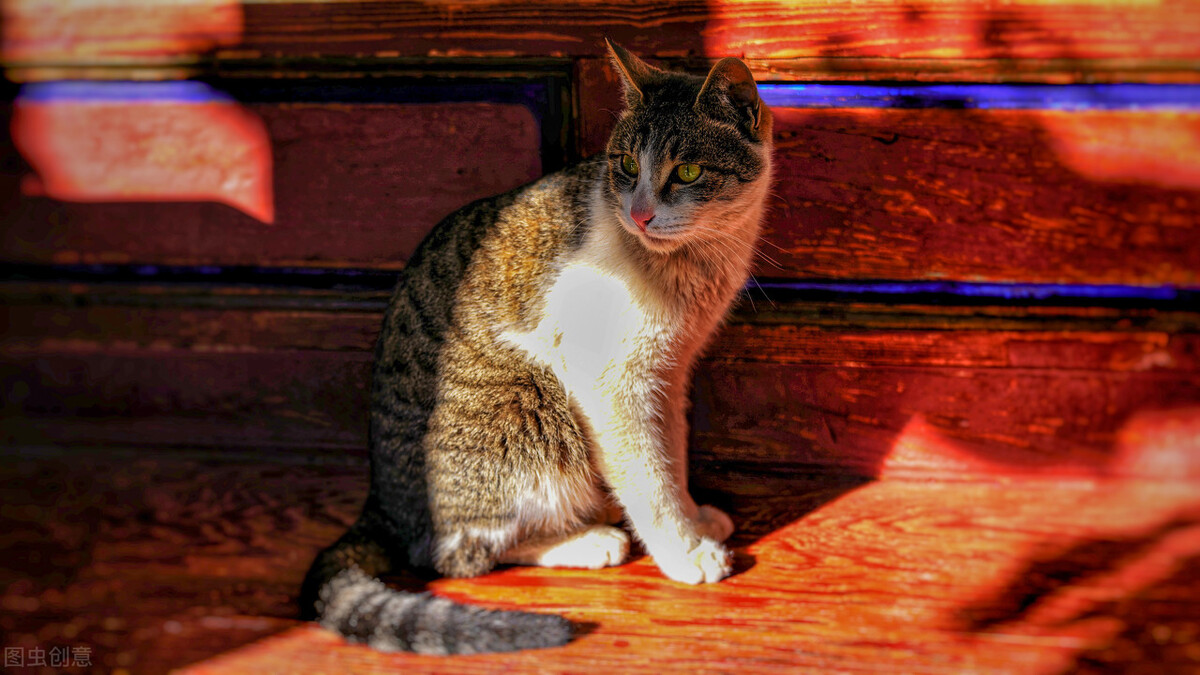 猫咪紫外线灼伤治疗_猫咪足部皮炎：过敏与感染的区分_猫日光性皮炎症状
