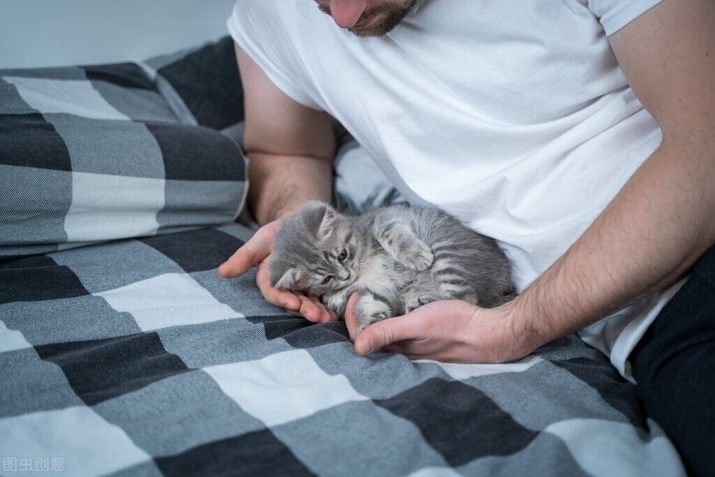 猫咪紫外线灼伤治疗_猫咪足部皮炎：过敏与感染的区分_猫日光性皮炎症状