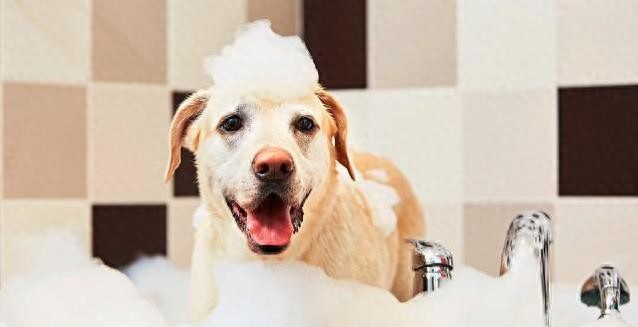 狗狗洗澡也能出大事？90%主人踩坑！科学方法全公开-派特超人-宠物
