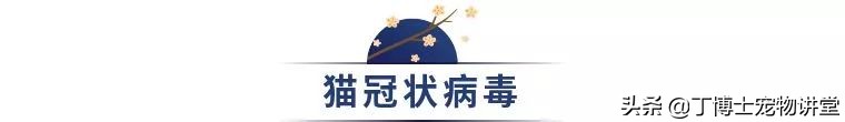 猫咪足部皮炎：过敏与感染的区分_猫传染病风险因素_猫冠状病毒感染途径