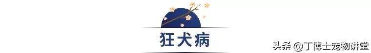 猫传染病风险因素_猫冠状病毒感染途径_猫咪足部皮炎：过敏与感染的区分