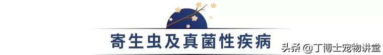 猫传染病风险因素_猫冠状病毒感染途径_猫咪足部皮炎：过敏与感染的区分