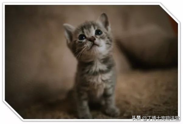 猫咪足部皮炎：过敏与感染的区分_猫传染病风险因素_猫冠状病毒感染途径