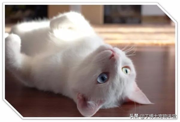 猫冠状病毒感染途径_猫传染病风险因素_猫咪足部皮炎：过敏与感染的区分