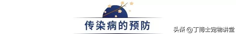 猫咪足部皮炎：过敏与感染的区分_猫冠状病毒感染途径_猫传染病风险因素