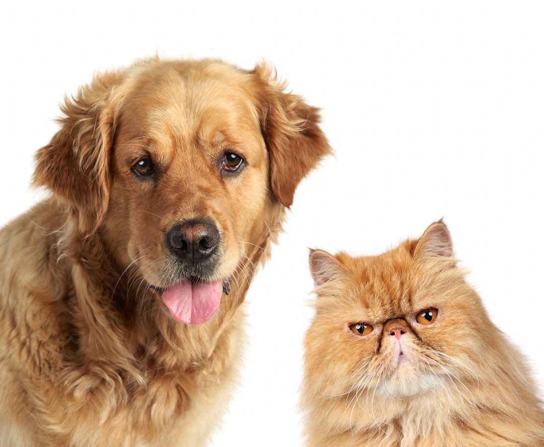 对犬猫皮肤病say