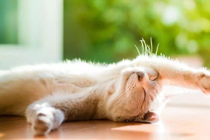 长毛犬猫皮肤病高发原因_猫咪足部皮炎：过敏与感染的区分_猫咪皮肤病预防措施